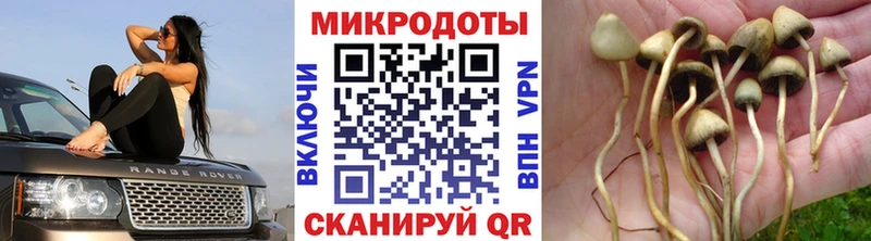 Псилоцибиновые грибы MAGIC MUSHROOMS цена Цоци-Юрт